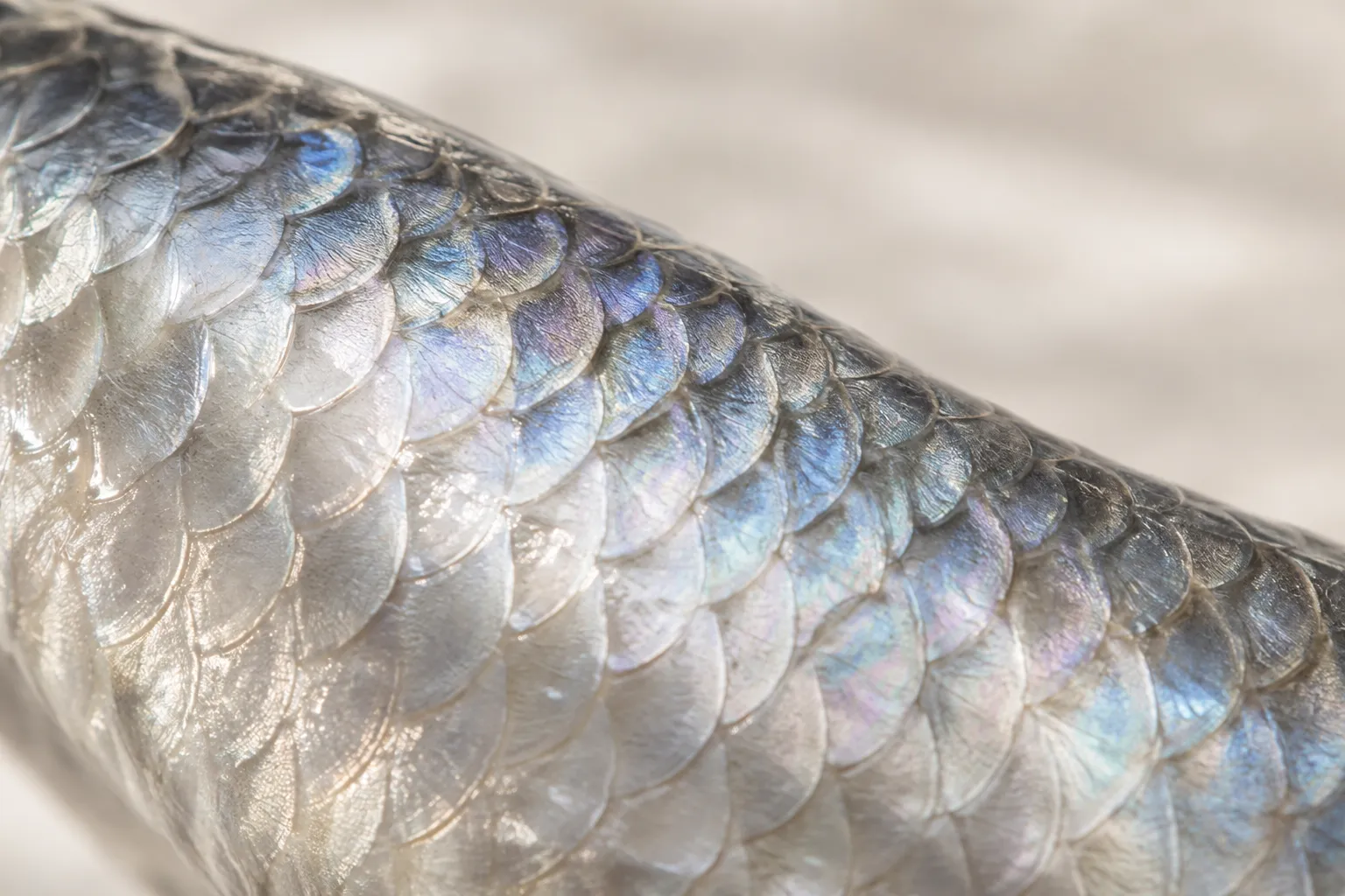 Écailles de poisson — évocation de l’origine marine du collagène.